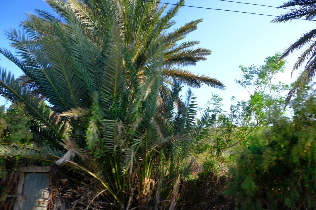 Date palms in full leaf against a clear blue sky, with power lines running overhead